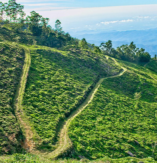 Tea plantations in Nuwara Eliya