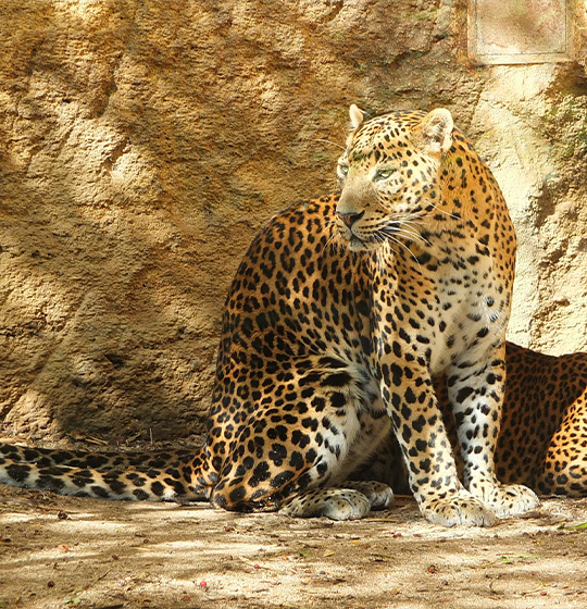 Wildlife safari in Yala National Park